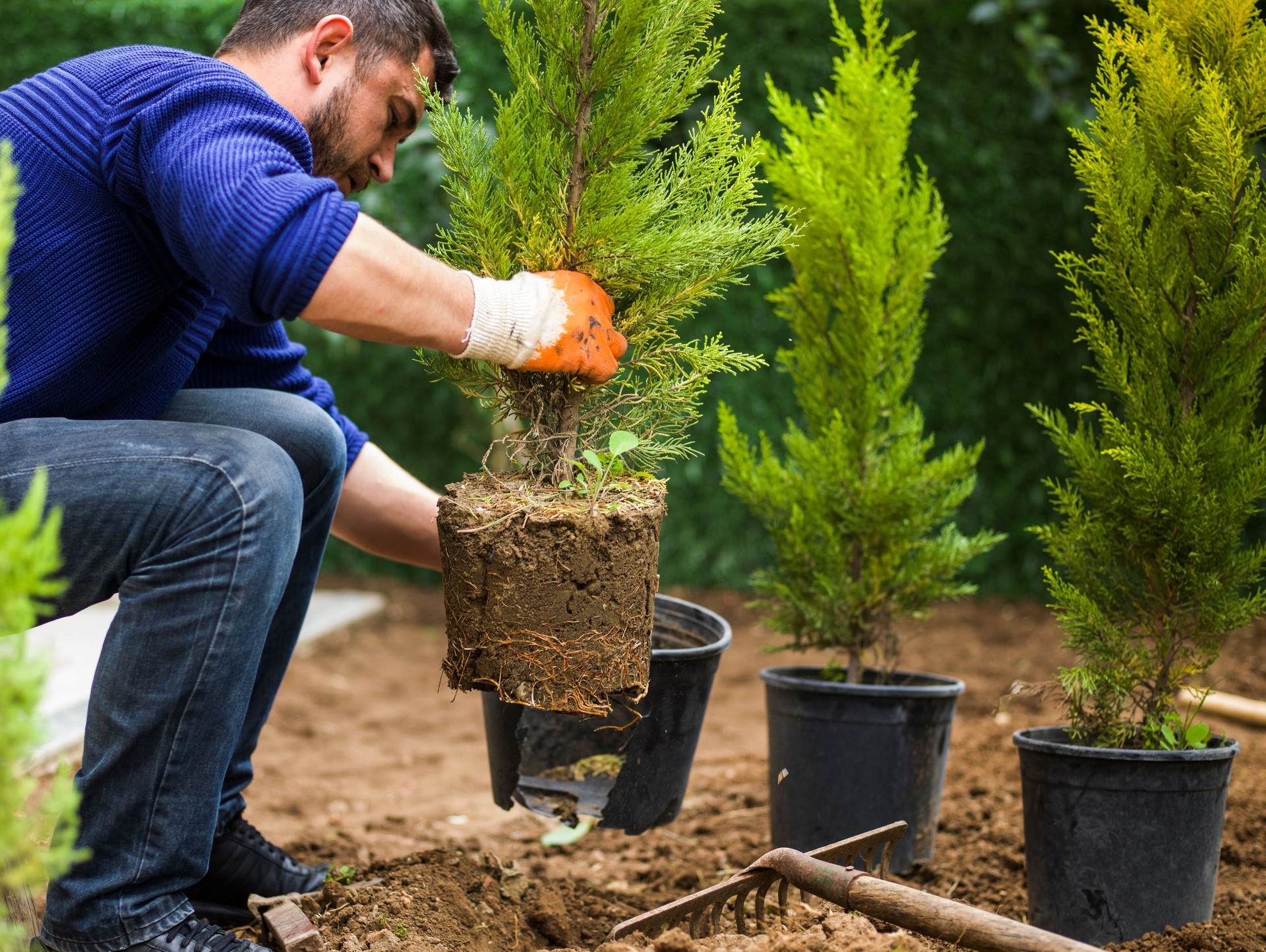 Man planting evergreen tree